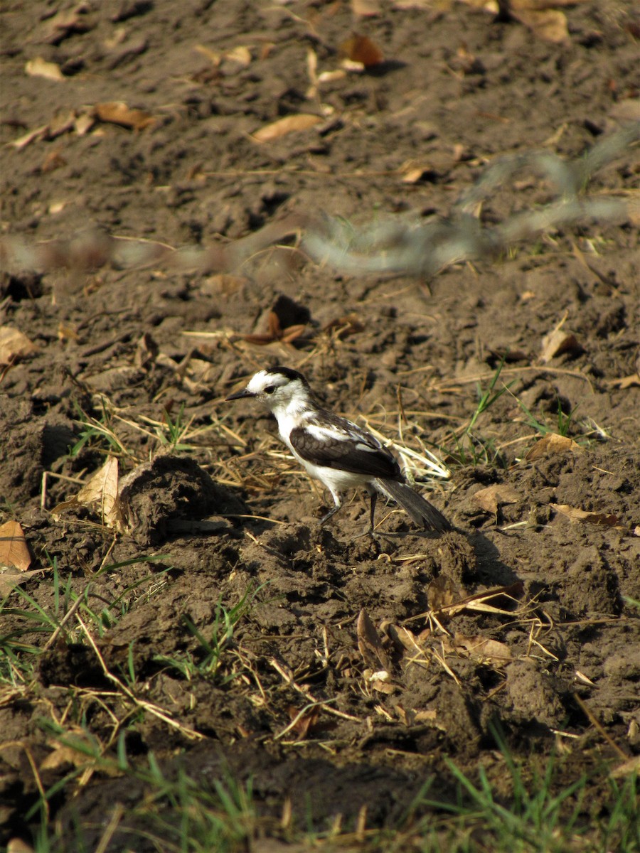 Pied Water-Tyrant - ML614226126