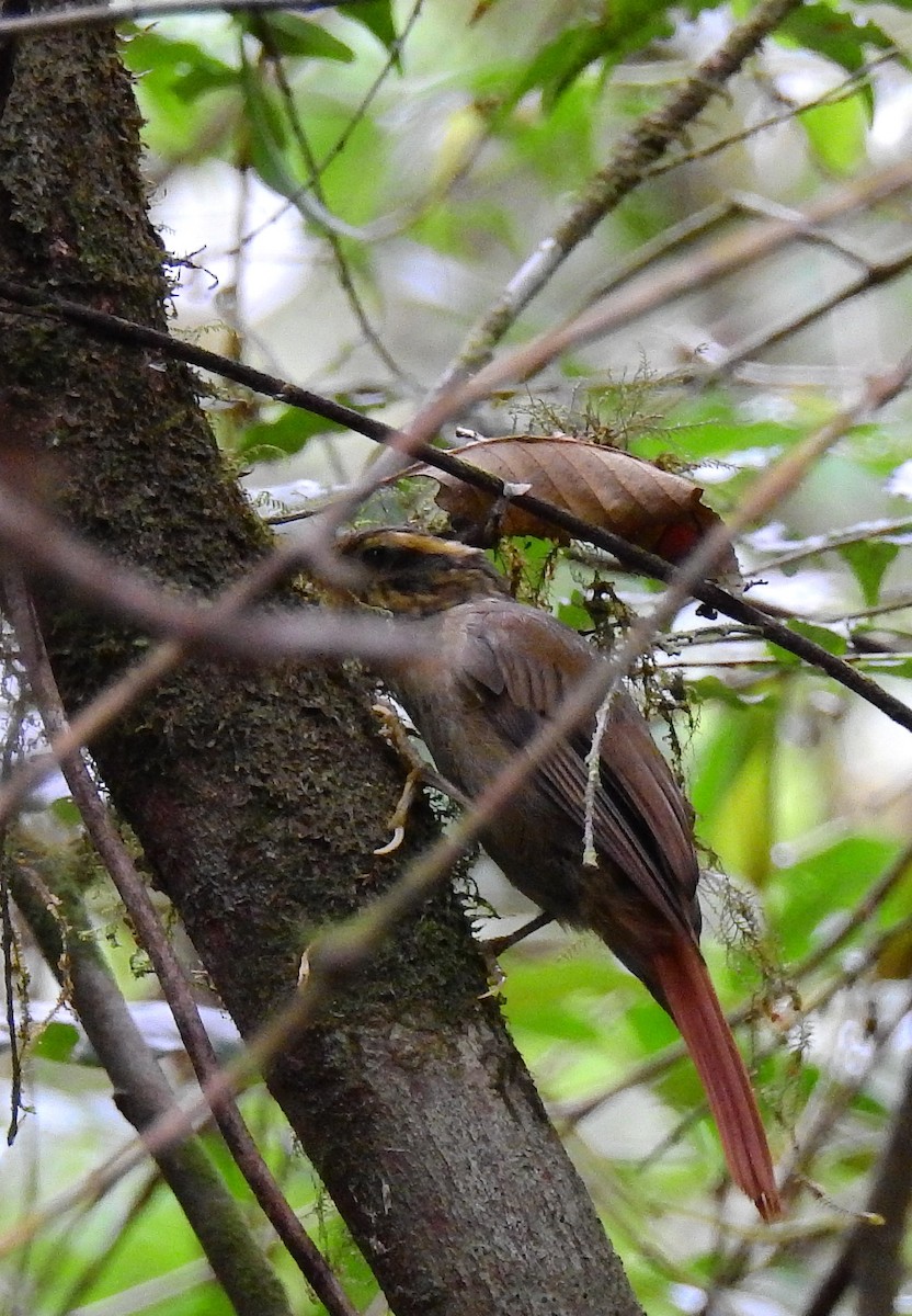 Bahia Treehunter (undescribed form) - ML614226136