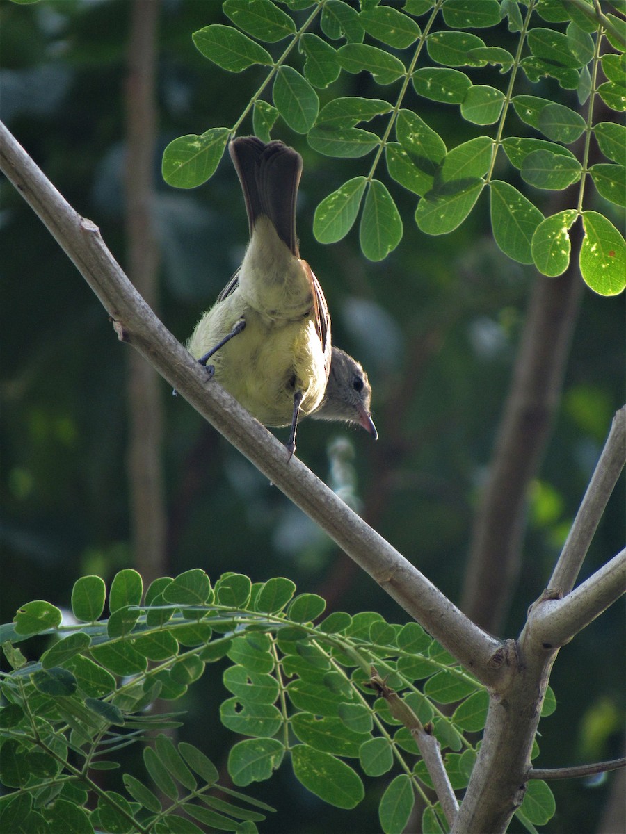 Lesser Elaenia - ML614226206