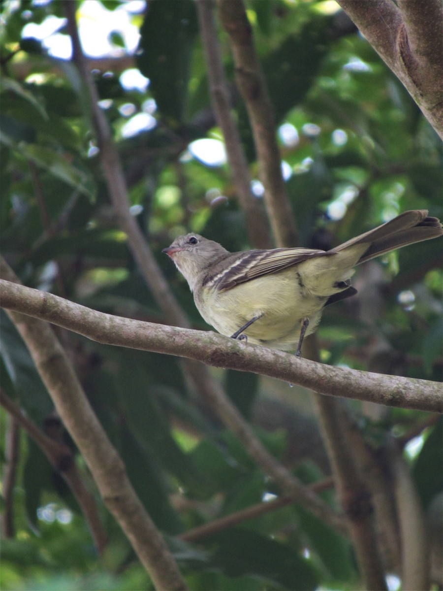 Lesser Elaenia - ML614226255