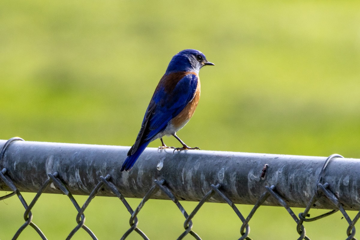 Western Bluebird - ML614226291