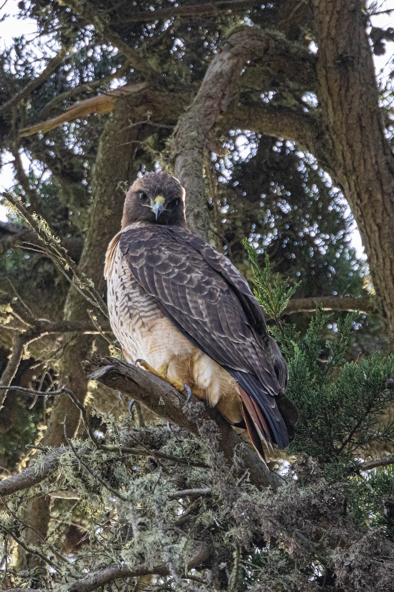 Red-tailed Hawk - ML614226309