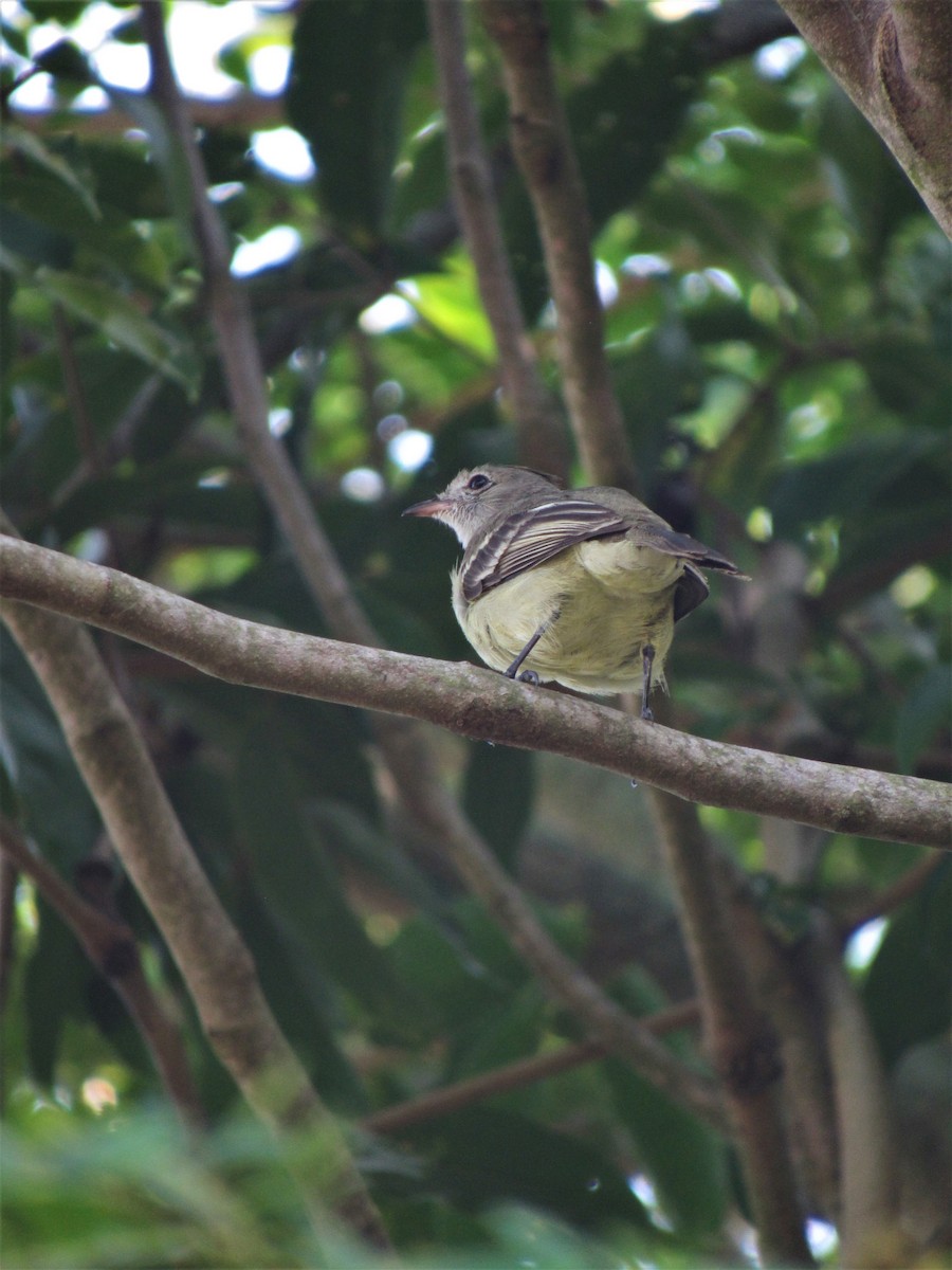 Lesser Elaenia - ML614226320