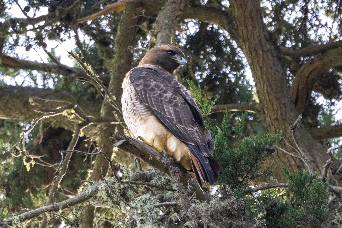 Red-tailed Hawk - ML614226323
