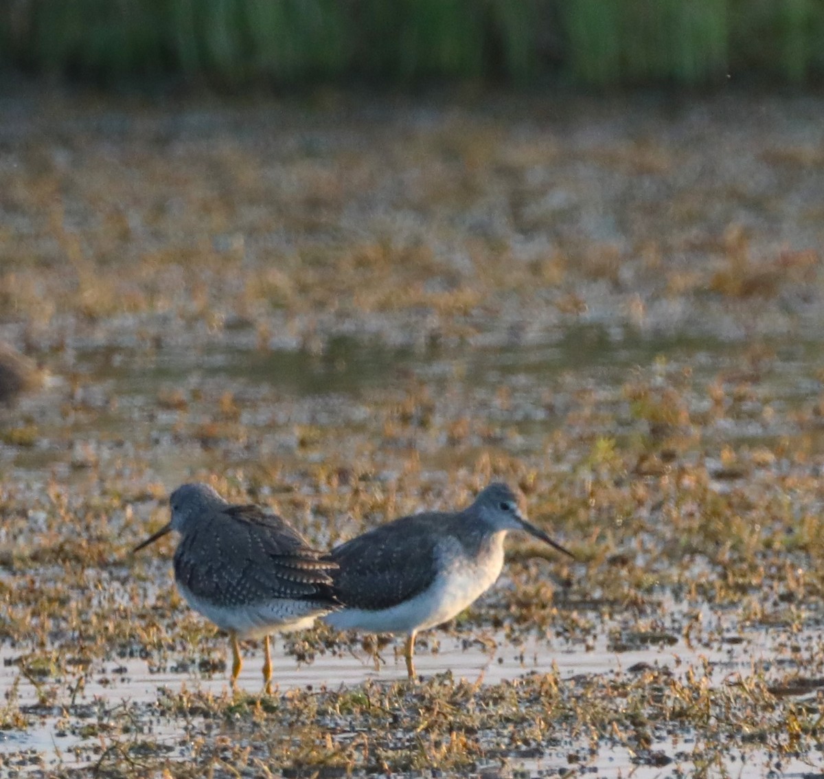 Long-billed Dowitcher - ML614226343