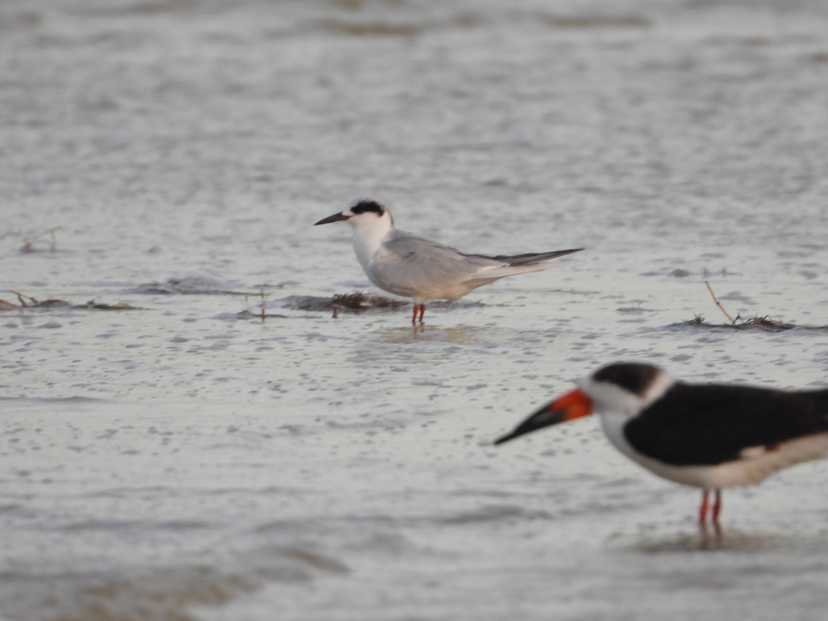 Forster's Tern - ML614226431