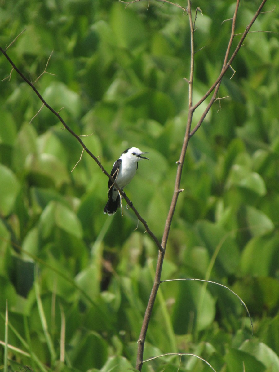 Pied Water-Tyrant - ML614226464