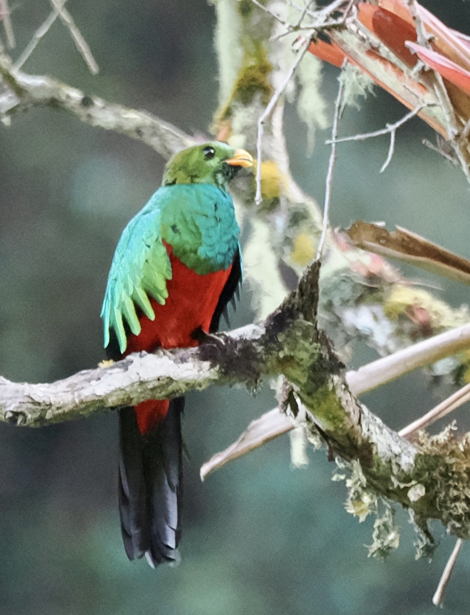 Golden-headed Quetzal - ML614226466