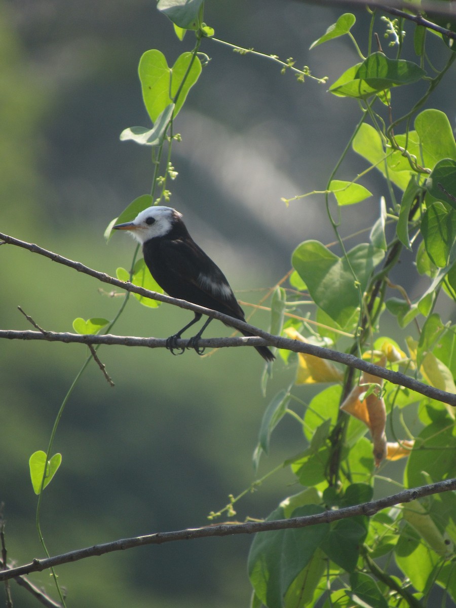 White-headed Marsh Tyrant - ML614226523