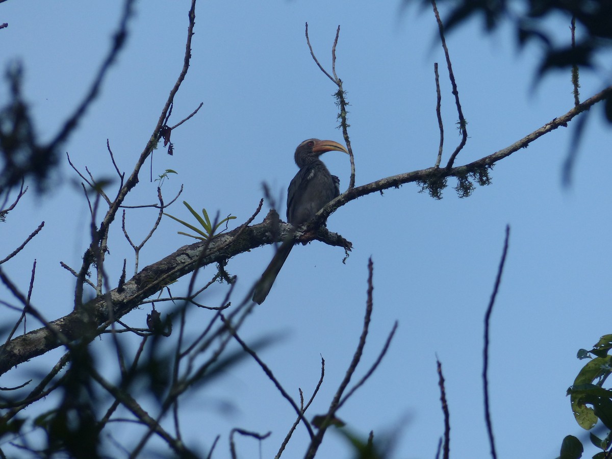 Malabar Gray Hornbill - ML614226599