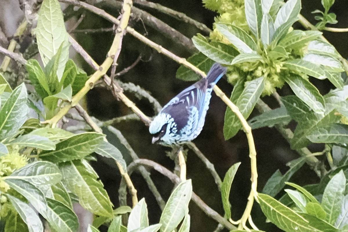 Beryl-spangled Tanager - ML614226683