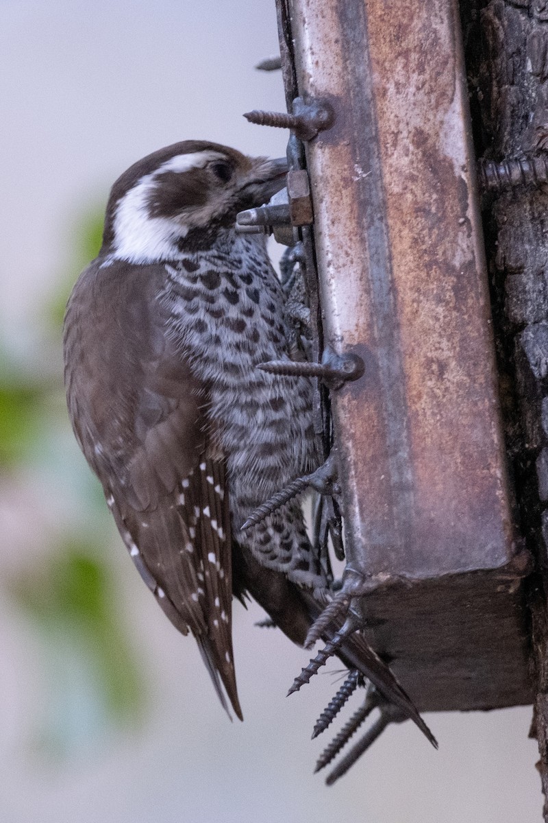 Arizona Woodpecker - Scott Dresser