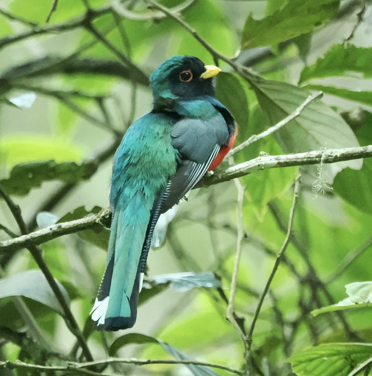 Masked Trogon - ML614226778