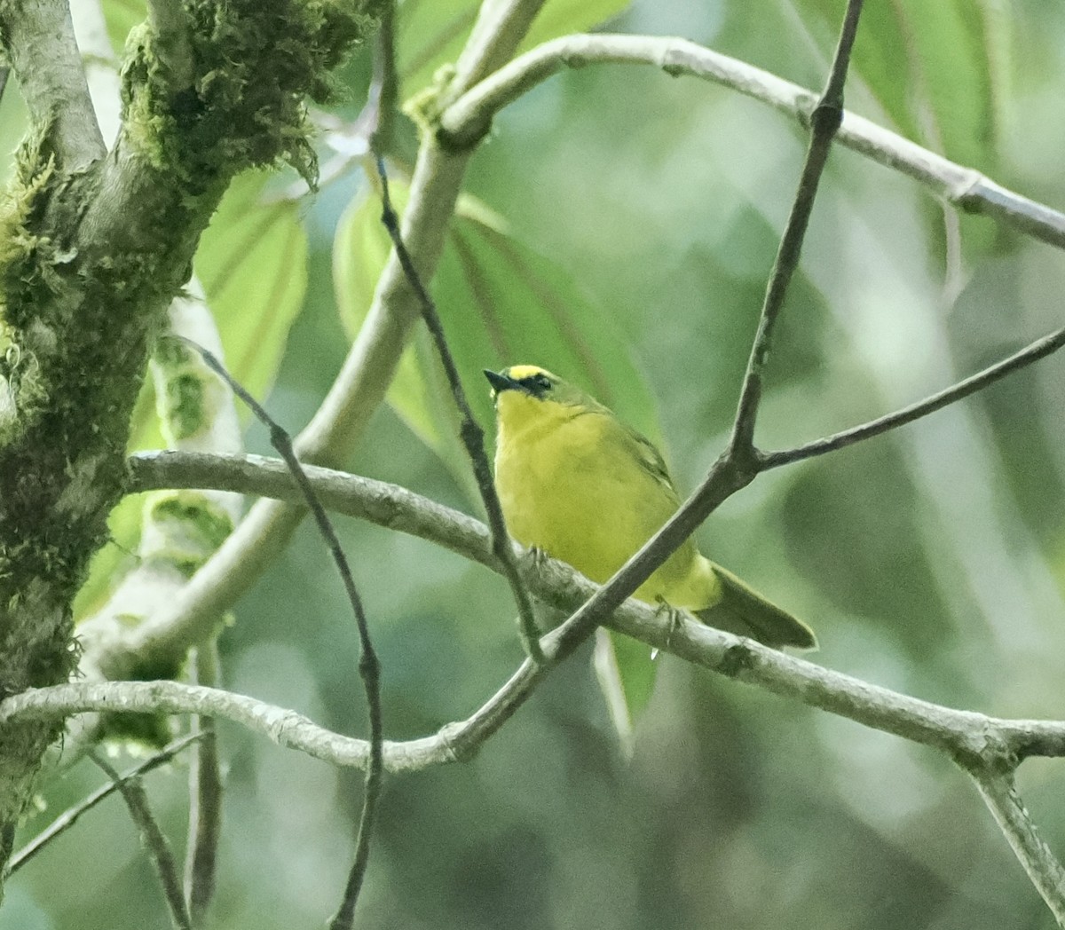 Black-crested Warbler - ML614226879