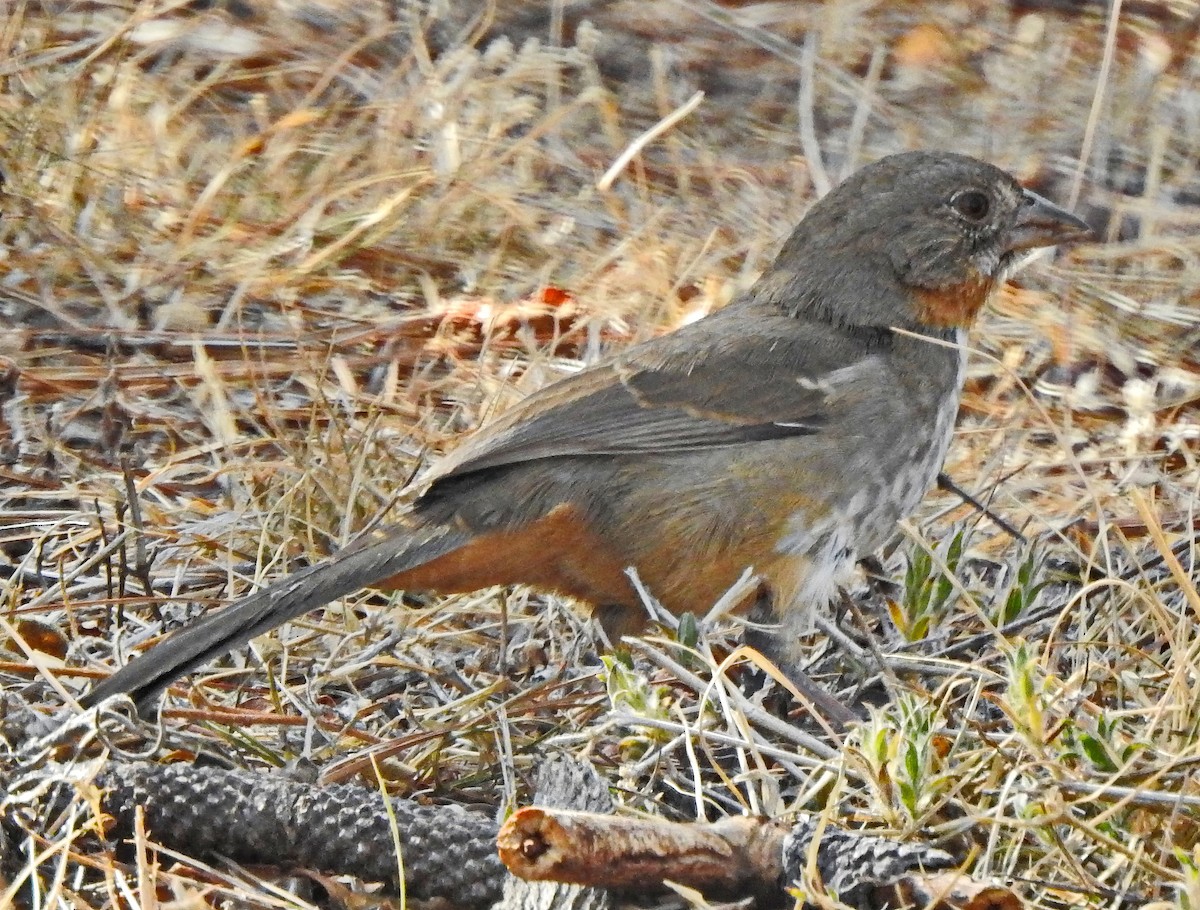 White-throated Towhee - ML614226935