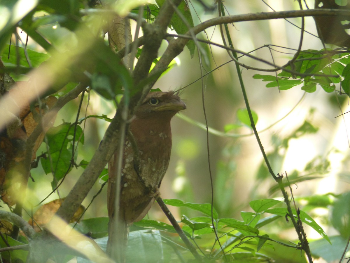 Sri Lanka Frogmouth - ML614226946