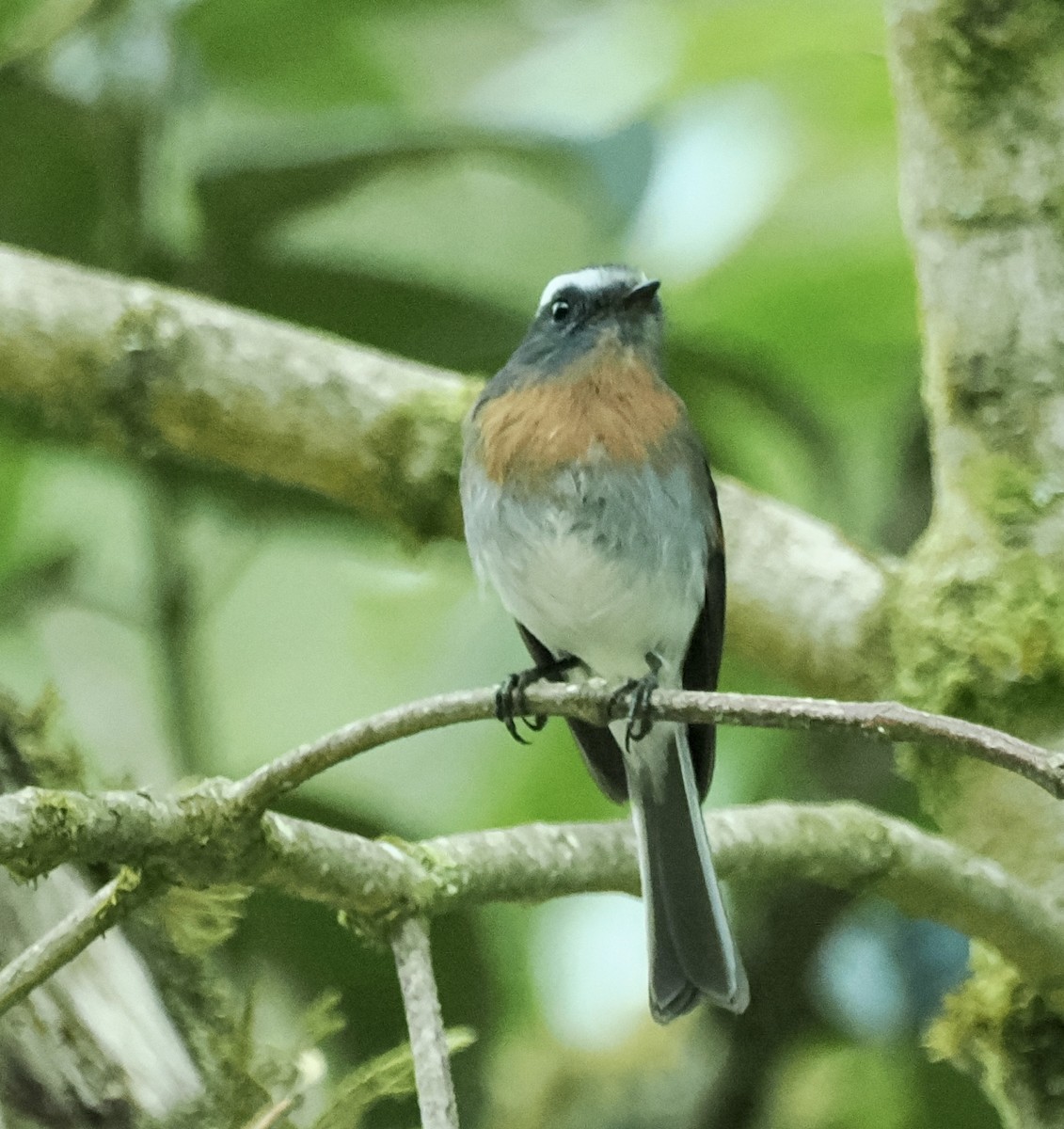 Rufous-breasted Chat-Tyrant - ML614226983