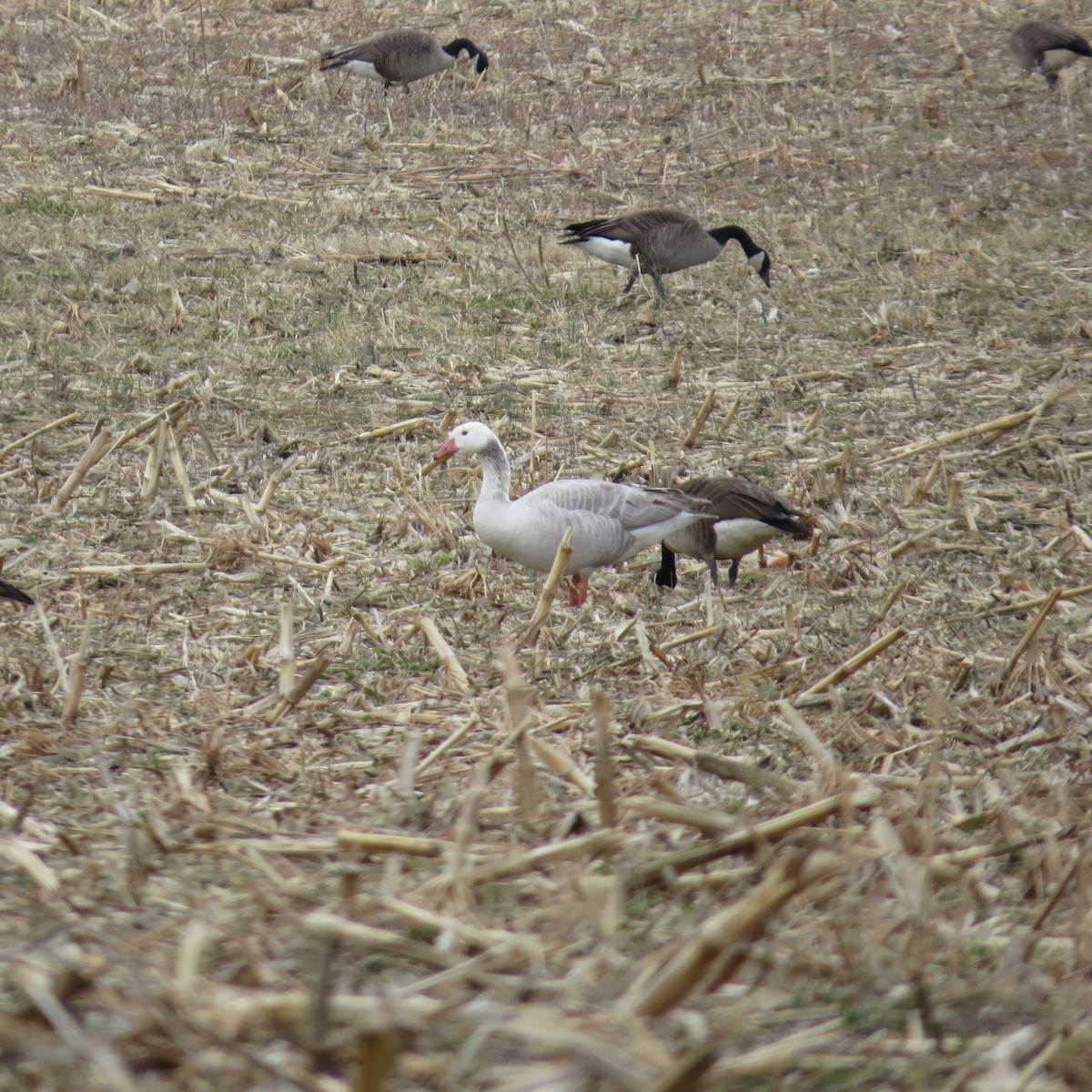 雑種 マガン属（家畜）ｘ カナダガン - ML614227006