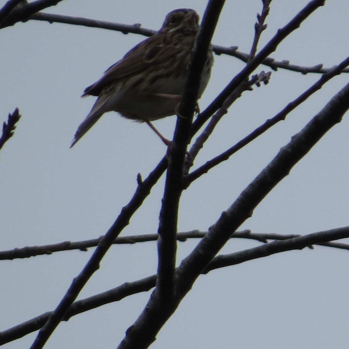 Savannah Sparrow - ML614227029