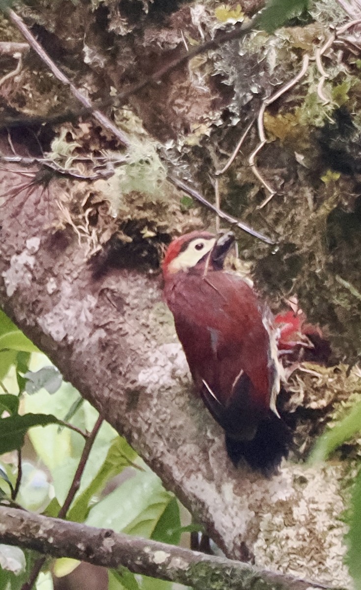 Crimson-mantled Woodpecker - ML614227060