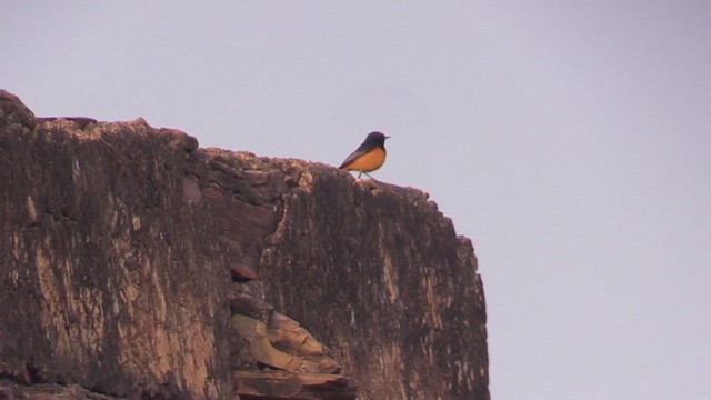 Black Redstart - ML614227085