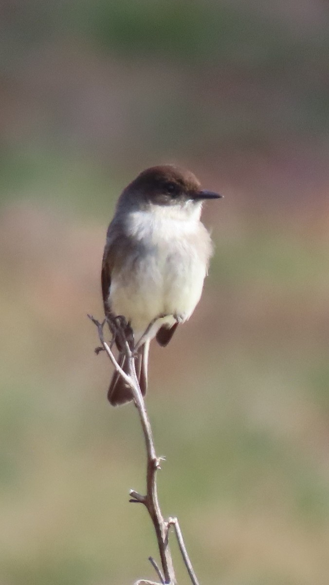 Eastern Phoebe - ML614227093