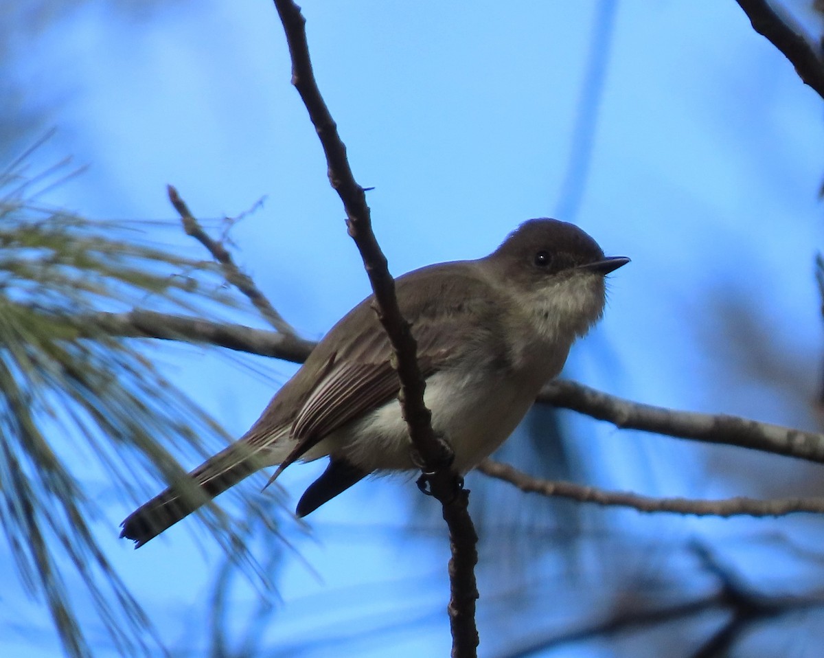 Eastern Phoebe - ML614227108