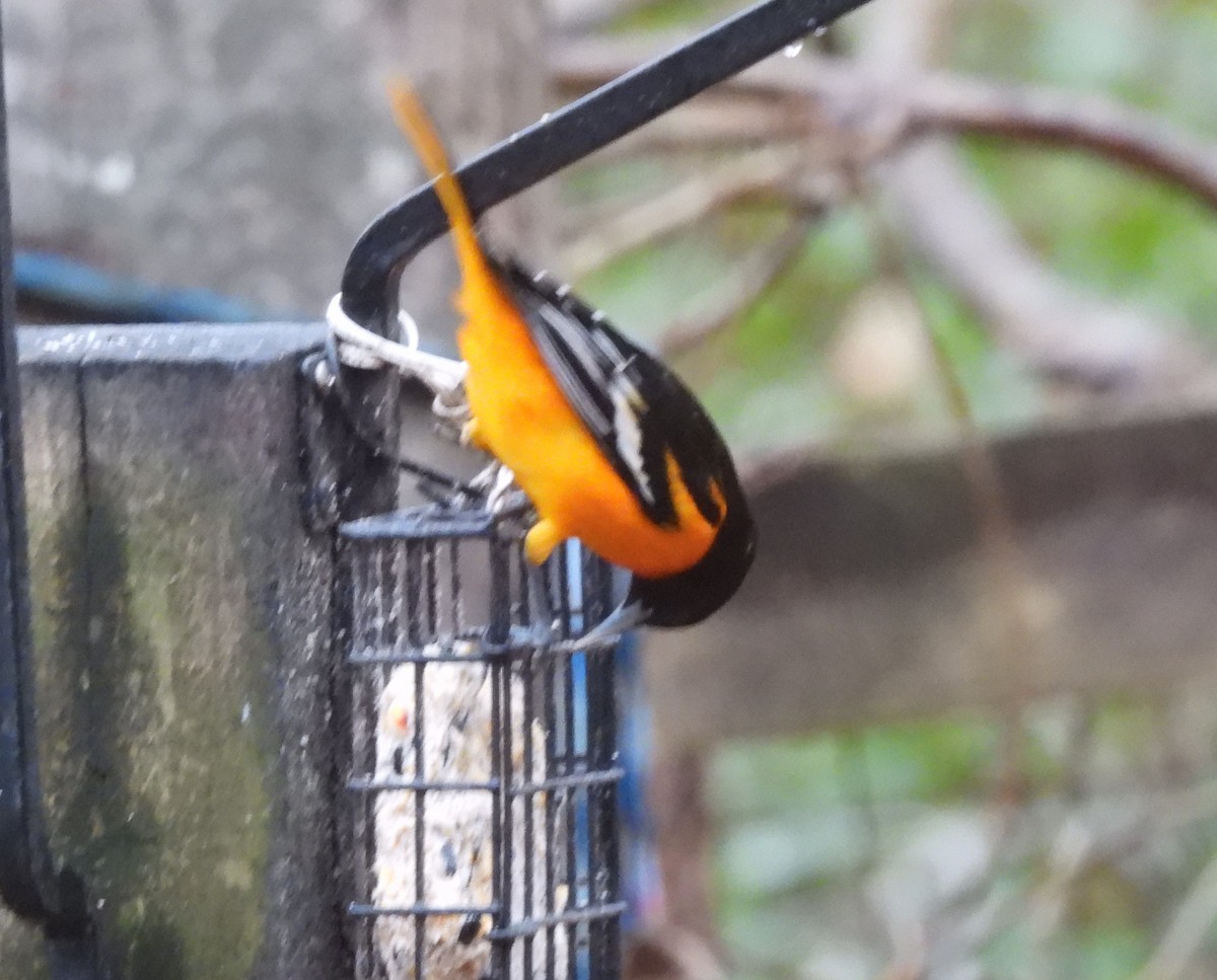 Baltimore Oriole - ML614227120