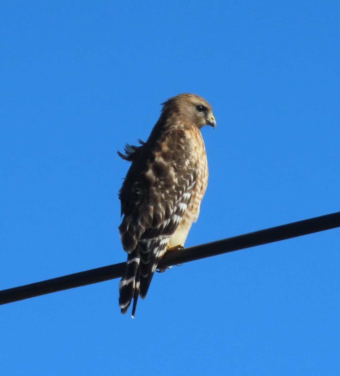 Red-shouldered Hawk - ML614227135