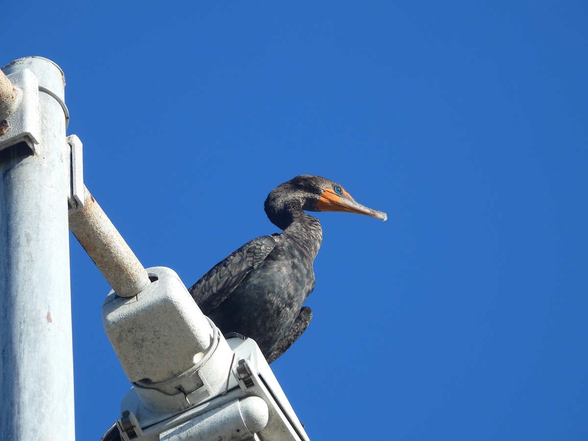 Double-crested Cormorant - ML614227139