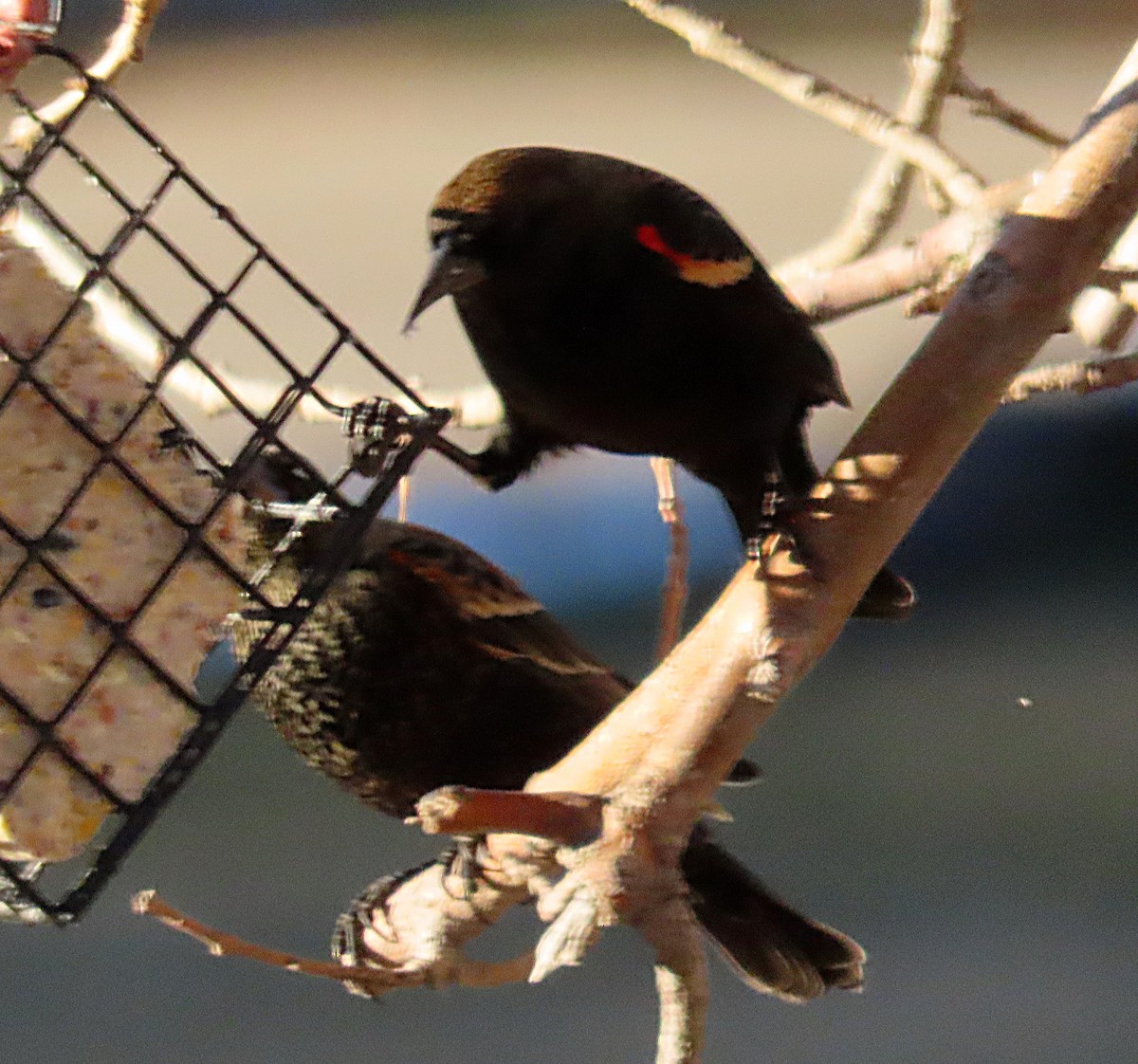 Red-winged Blackbird - ML614227190