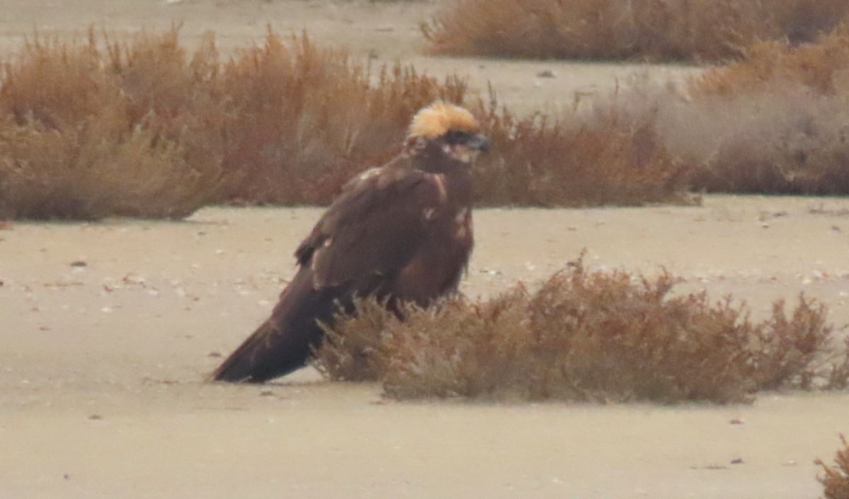 Western Marsh Harrier - ML614227214