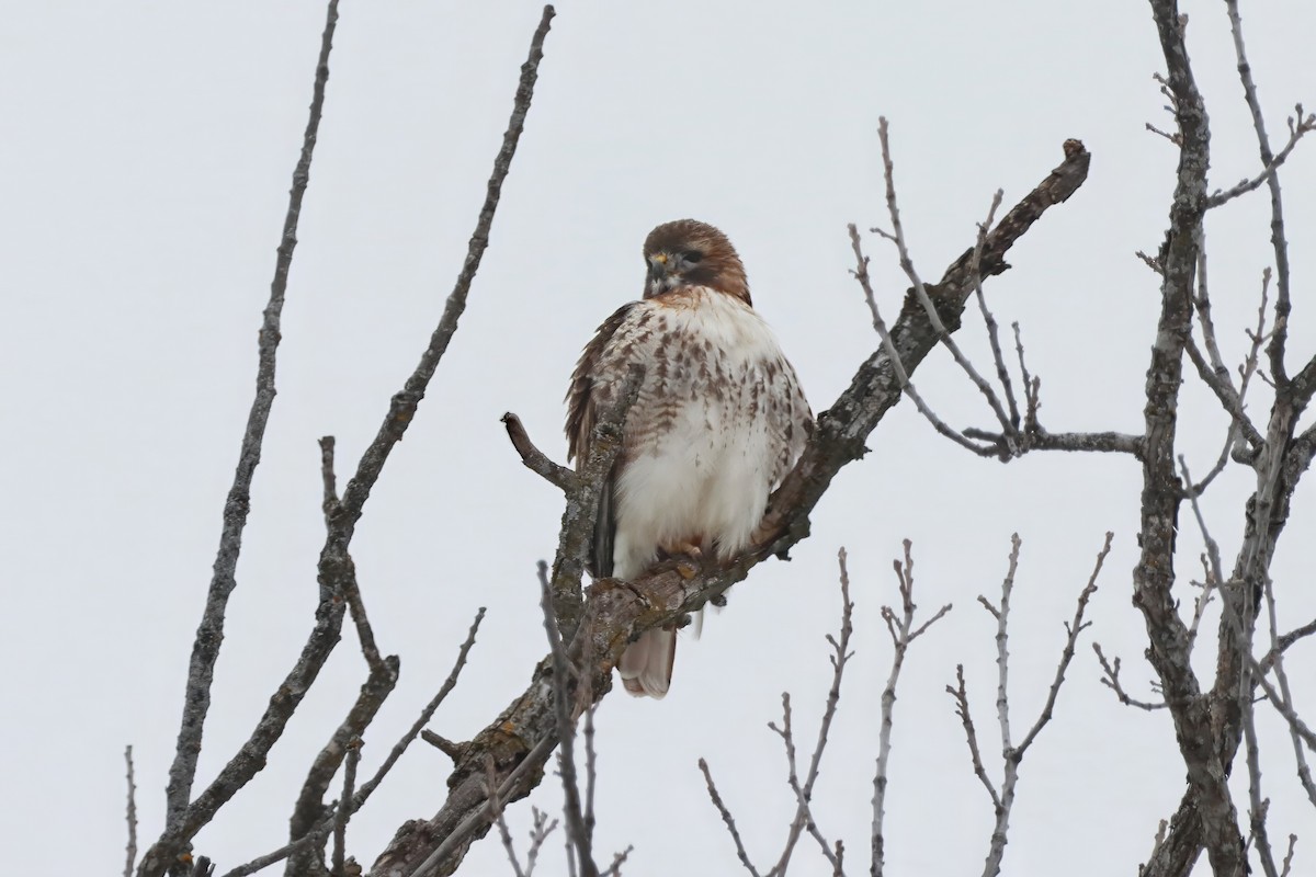 Rotschwanzbussard - ML614227256