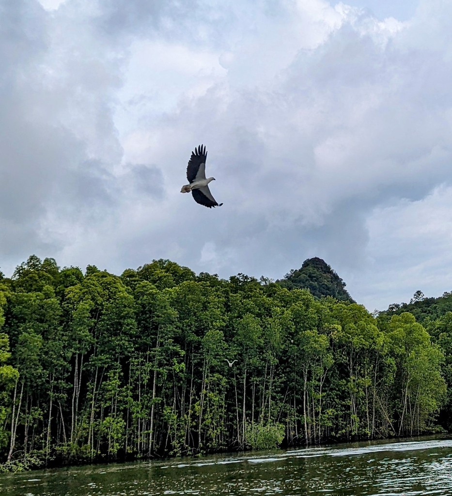 White-bellied Sea-Eagle - ML614227267