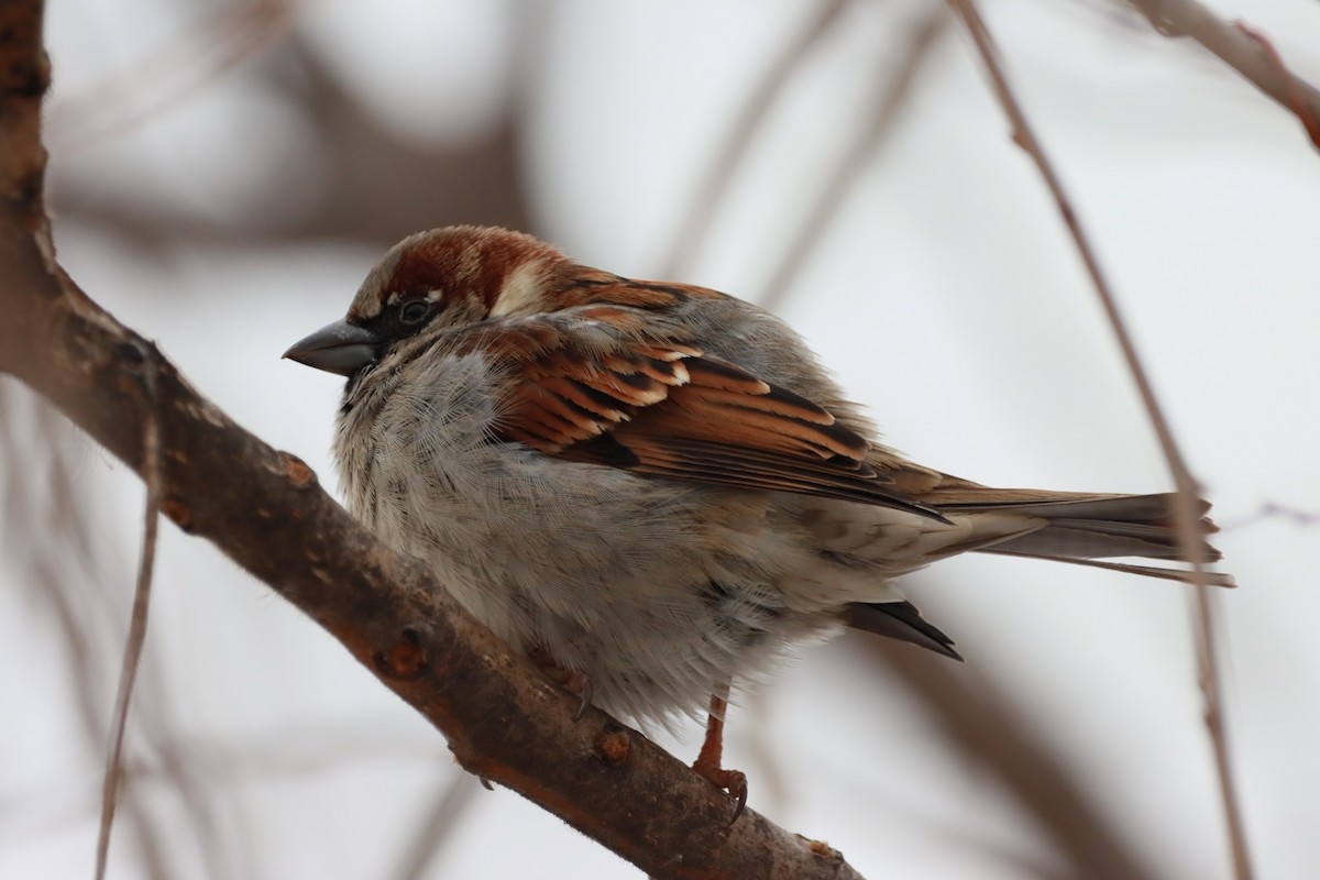 Moineau domestique - ML614227269