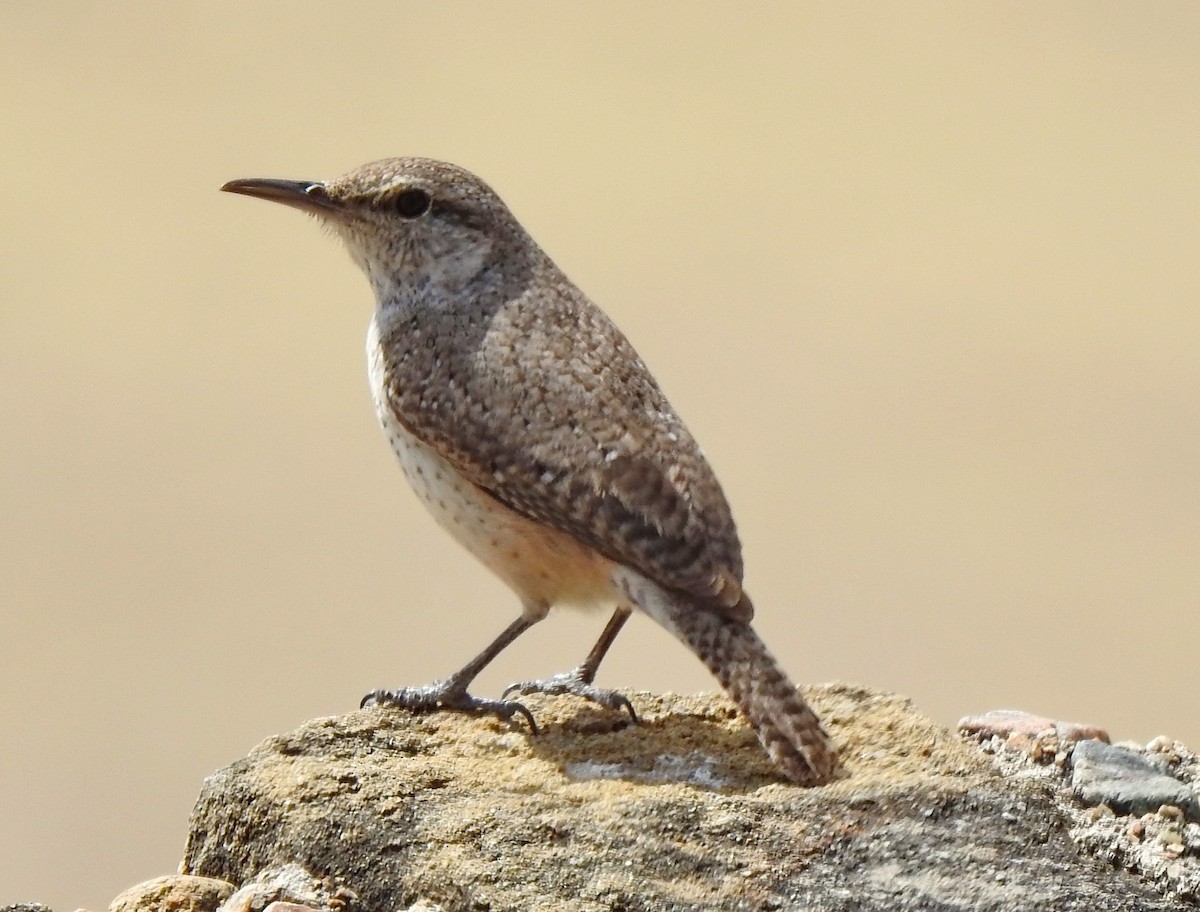 Rock Wren - ML614227285