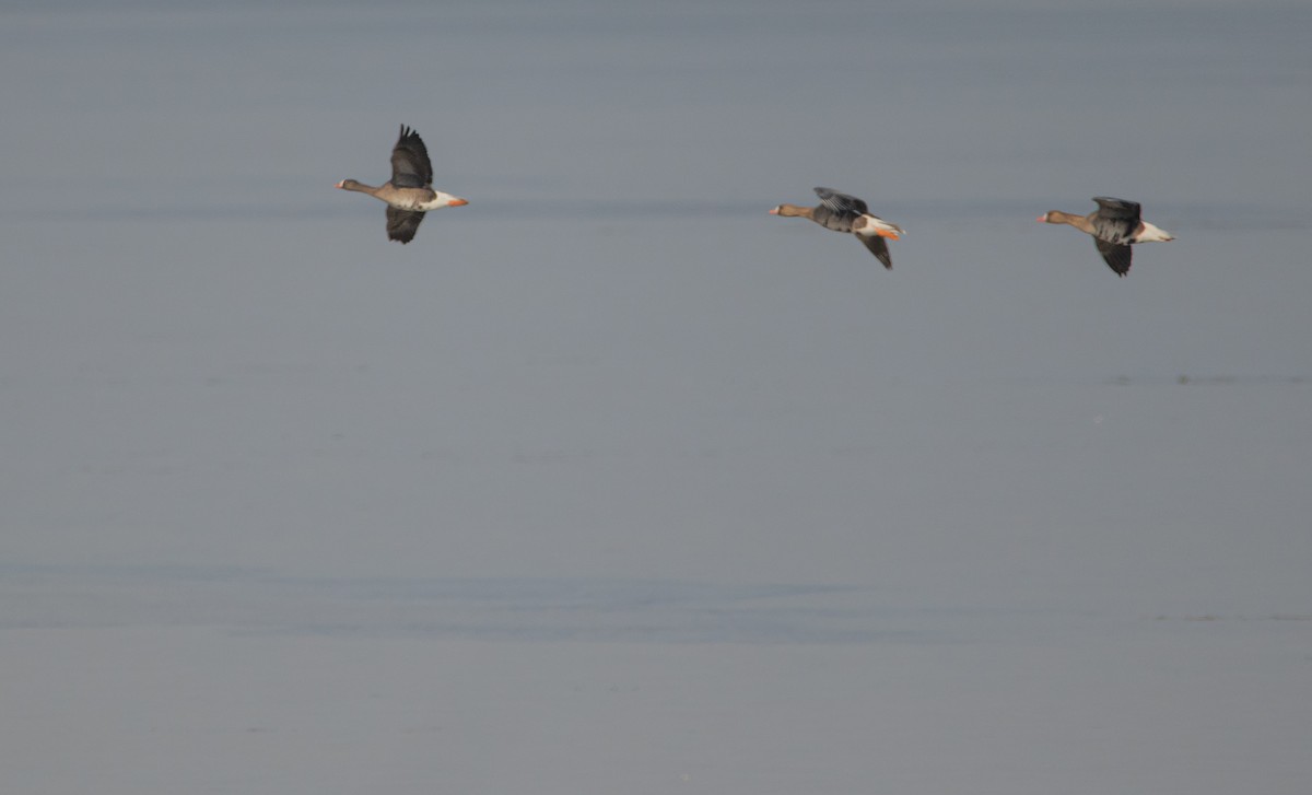 Lesser White-fronted Goose - ML614227286