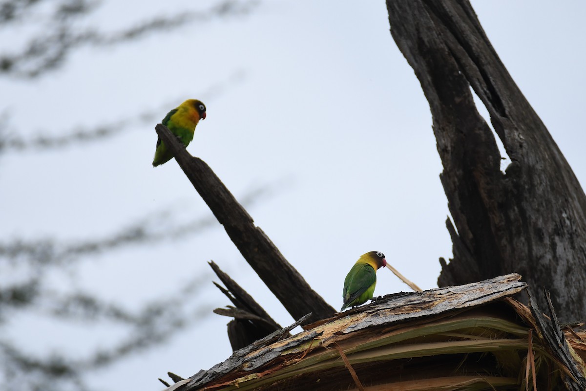 Fischer's x Yellow-collared Lovebird (hybrid) - ML614227382