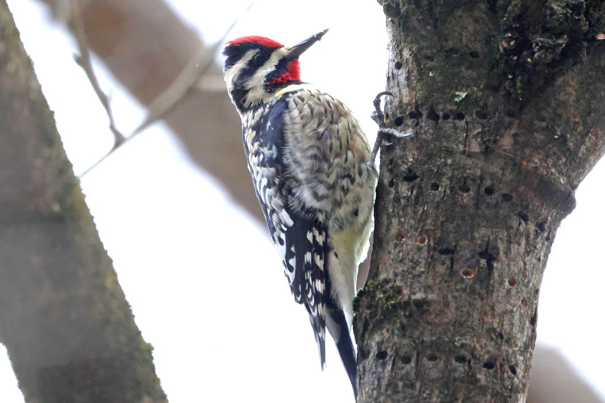 Yellow-bellied Sapsucker - ML614227399