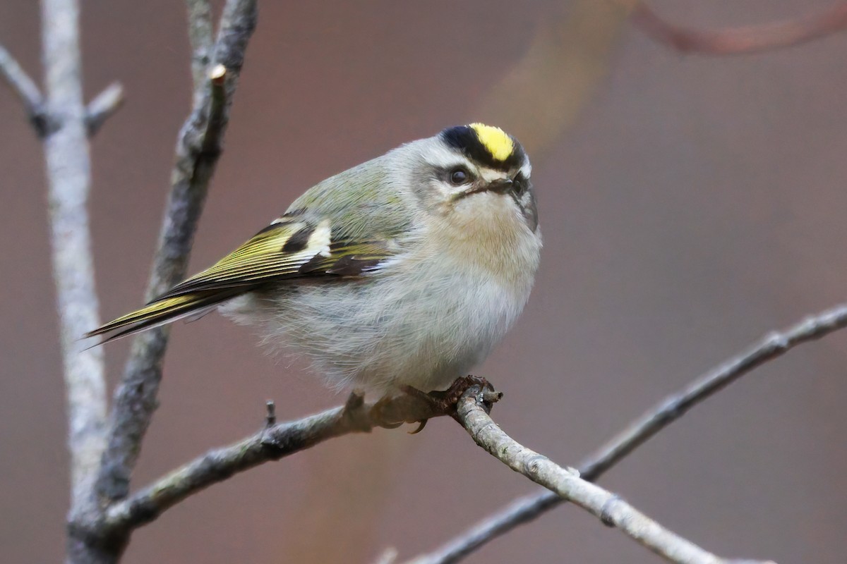 Golden-crowned Kinglet - ML614227414