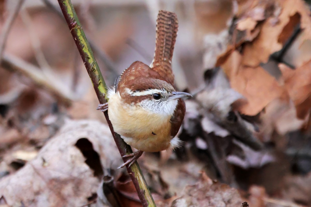 Carolina Wren - ML614227417