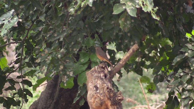 Black Redstart - ML614227419