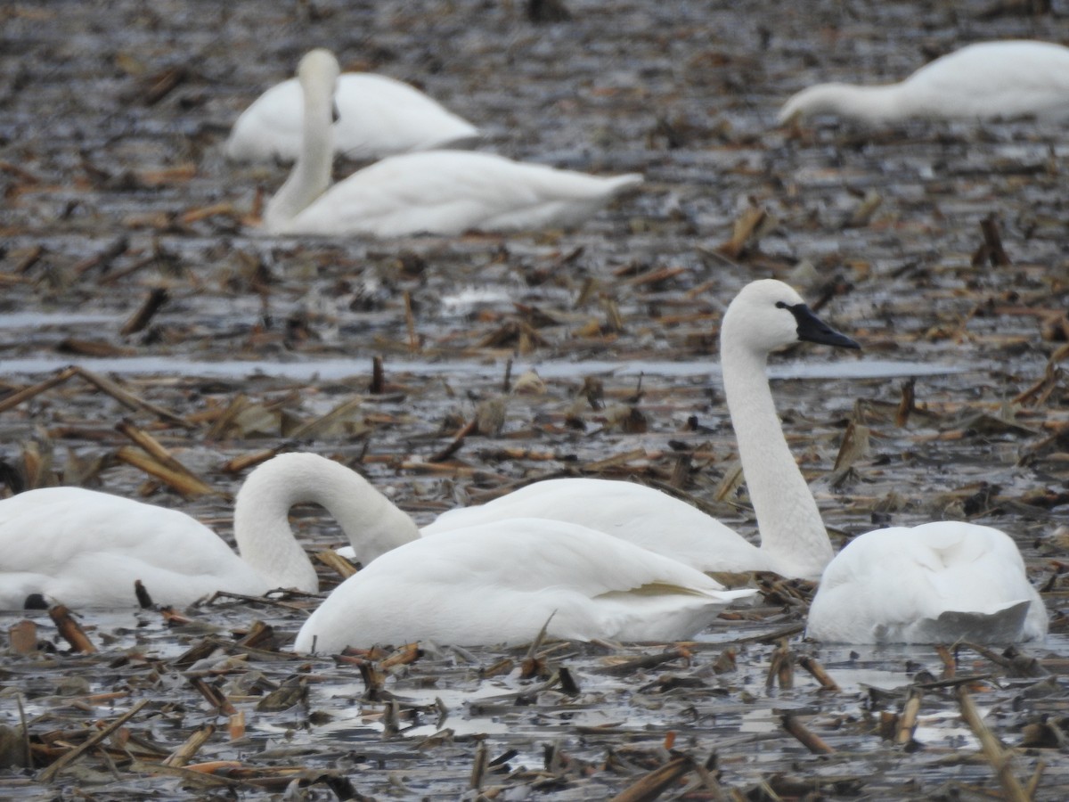 Trumpeter/Tundra Swan - ML614227429