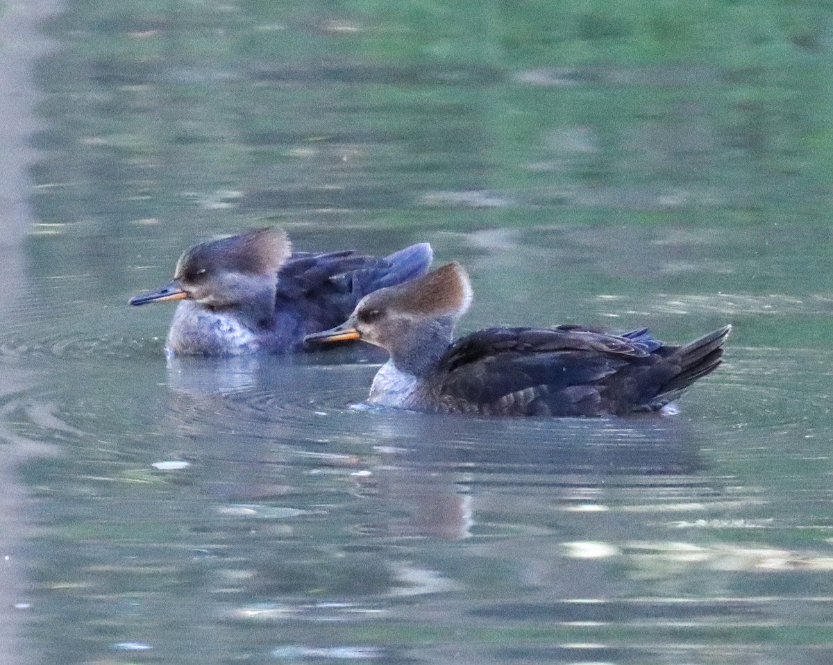 Hooded Merganser - ML614227430