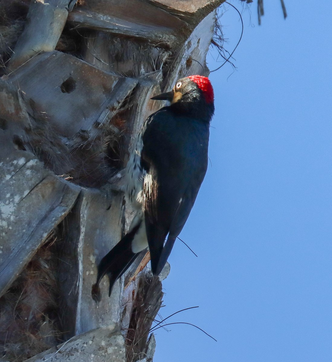 Acorn Woodpecker - ML614227445