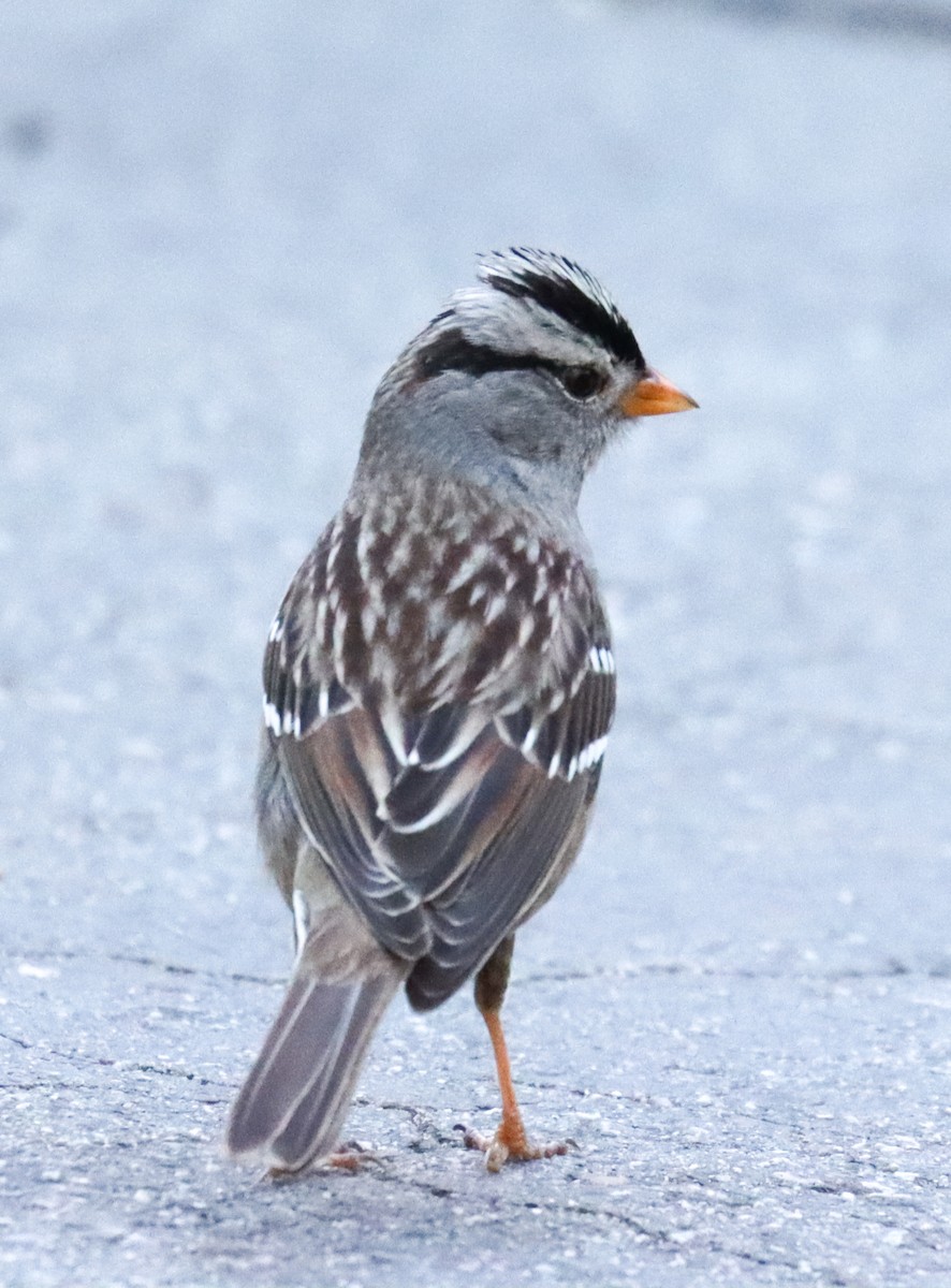 White-crowned Sparrow - ML614227458