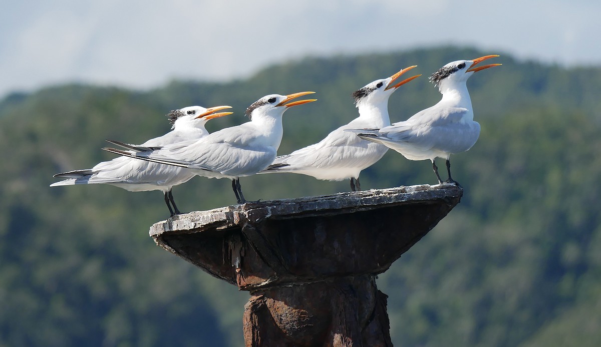 Royal Tern - ML614227528