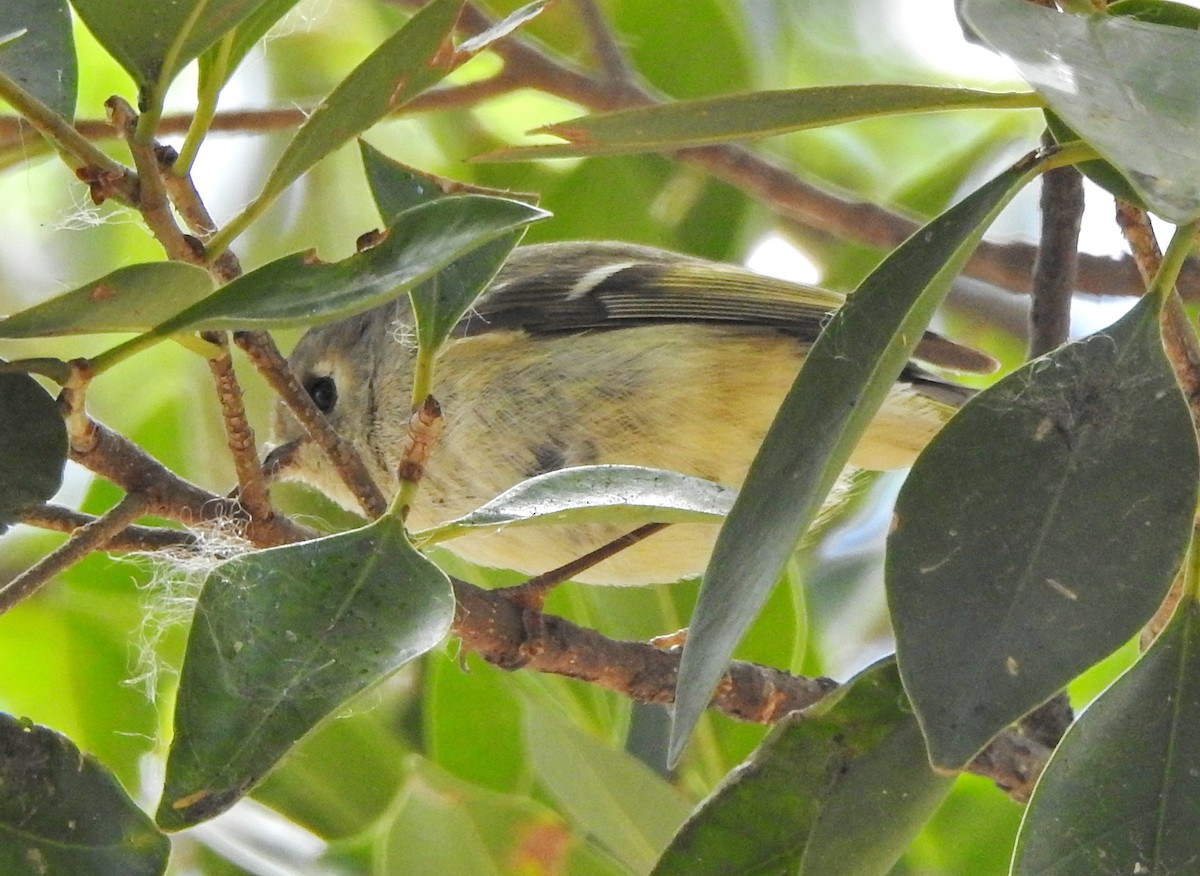 Ruby-crowned Kinglet - ML614227537