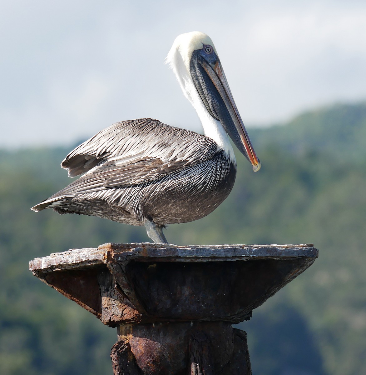 Brown Pelican - ML614227584
