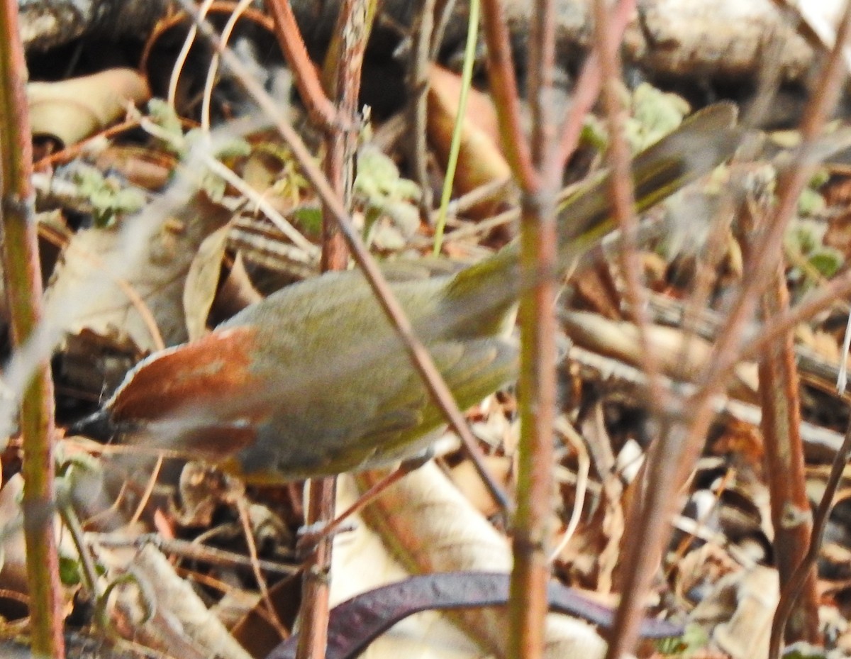 Rufous-capped Warbler - ML614227594